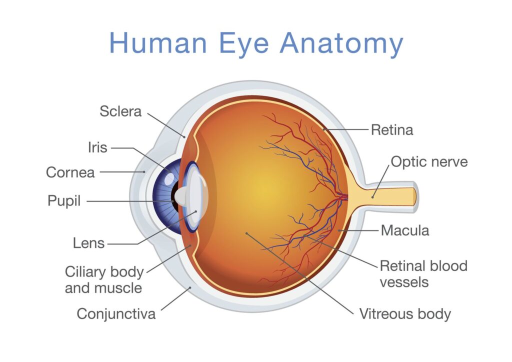 Structure Of The Eye 1